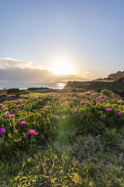 Atlantik Okyanusu 'ndaki kayalıklar. Mor çiçeklerle çekilen bir manzarada sıcak gün batımı - Carpobrotus asinaciforis. Praia da Falsia plajı, Algarve, Portekiz 'de çarpıcı oluşumlara sahip kızıl kayalıklar.