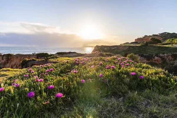 Atlantik Okyanusu 'ndaki kayalıklar. Mor çiçeklerle çekilen bir manzarada sıcak gün batımı - Carpobrotus asinaciforis. Praia da Falsia plajı, Algarve, Portekiz 'de çarpıcı oluşumlara sahip kızıl kayalıklar.
