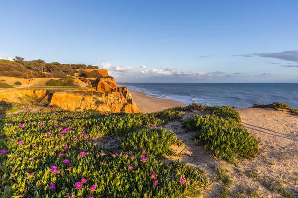 Atlantik Okyanusu 'ndaki kayalıklar. Mor çiçeklerle çekilen bir manzarada sıcak gün batımı - Carpobrotus asinaciforis. Praia da Falsia plajı, Algarve, Portekiz 'de çarpıcı oluşumlara sahip kızıl kayalıklar.