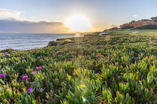 Atlantik Okyanusu 'ndaki kayalıklar. Mor çiçeklerle çekilen bir manzarada sıcak gün batımı - Carpobrotus asinaciforis. Praia da Falsia plajı, Algarve, Portekiz 'de çarpıcı oluşumlara sahip kızıl kayalıklar.