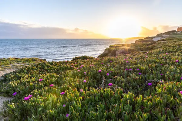 Atlantik Okyanusu 'ndaki kayalıklar. Mor çiçeklerle çekilen bir manzarada sıcak gün batımı - Carpobrotus asinaciforis. Praia da Falsia plajı, Algarve, Portekiz 'de çarpıcı oluşumlara sahip kızıl kayalıklar.