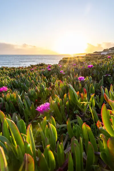Atlantik Okyanusu 'ndaki kayalıklar. Mor çiçeklerle çekilen bir manzarada sıcak gün batımı - Carpobrotus asinaciforis. Praia da Falsia plajı, Algarve, Portekiz 'de çarpıcı oluşumlara sahip kızıl kayalıklar.