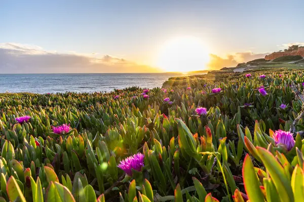 Atlantik Okyanusu 'ndaki kayalıklar. Mor çiçeklerle çekilen bir manzarada sıcak gün batımı - Carpobrotus asinaciforis. Praia da Falsia plajı, Algarve, Portekiz 'de çarpıcı oluşumlara sahip kızıl kayalıklar.