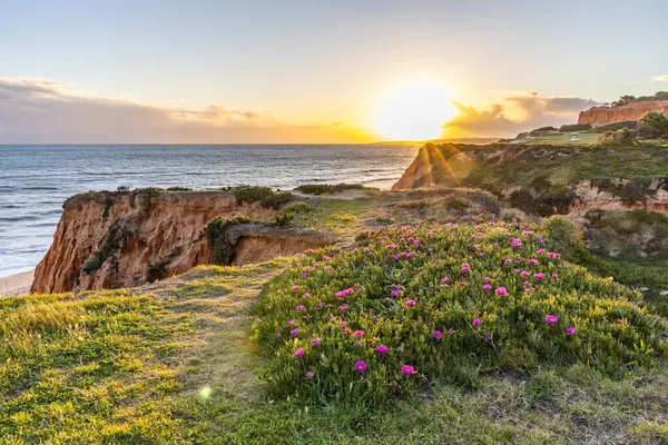 Atlantik Okyanusu 'ndaki kayalıklar. Mor çiçeklerle çekilen bir manzarada sıcak gün batımı - Carpobrotus asinaciforis. Praia da Falsia plajı, Algarve, Portekiz 'de çarpıcı oluşumlara sahip kızıl kayalıklar.