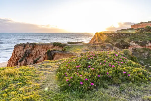 Atlantik Okyanusu 'ndaki kayalıklar. Mor çiçeklerle çekilen bir manzarada sıcak gün batımı - Carpobrotus asinaciforis. Praia da Falsia plajı, Algarve, Portekiz 'de çarpıcı oluşumlara sahip kızıl kayalıklar.