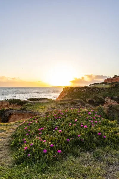 Atlantik Okyanusu 'ndaki kayalıklar. Mor çiçeklerle çekilen bir manzarada sıcak gün batımı - Carpobrotus asinaciforis. Praia da Falsia plajı, Algarve, Portekiz 'de çarpıcı oluşumlara sahip kızıl kayalıklar.