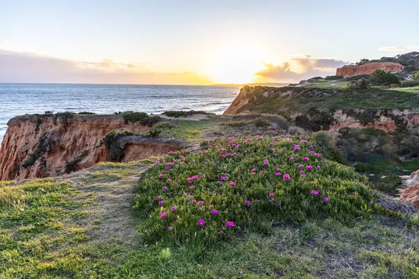Atlantik Okyanusu 'ndaki kayalıklar. Mor çiçeklerle çekilen bir manzarada sıcak gün batımı - Carpobrotus asinaciforis. Praia da Falsia plajı, Algarve, Portekiz 'de çarpıcı oluşumlara sahip kızıl kayalıklar.
