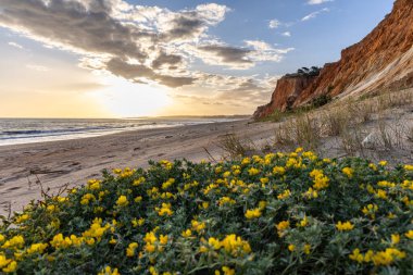 Atlantik Okyanusu 'ndaki kayalıklar. Sarı çiçekli, Medicango marinalı bir manzarada ılık bir gün batımı. Praia da Falsia plajı, Algarve, Portekiz 'de çarpıcı oluşumlara sahip kızıl kayalıklar.