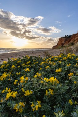 Atlantik Okyanusu 'ndaki kayalıklar. Sarı çiçekli, Medicango marinalı bir manzarada ılık bir gün batımı. Praia da Falsia plajı, Algarve, Portekiz 'de çarpıcı oluşumlara sahip kızıl kayalıklar.