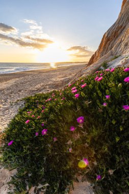 Atlantik Okyanusu 'ndaki kayalıklar. Mor çiçeklerle çekilen bir manzarada sıcak gün batımı - Carpobrotus asinaciforis. Praia da Falsia plajı, Algarve, Portekiz 'de çarpıcı oluşumlara sahip kızıl kayalıklar.