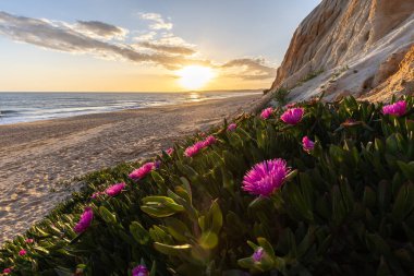 Atlantik Okyanusu 'ndaki kayalıklar. Mor çiçeklerle çekilen bir manzarada sıcak gün batımı - Carpobrotus asinaciforis. Praia da Falsia plajı, Algarve, Portekiz 'de çarpıcı oluşumlara sahip kızıl kayalıklar.