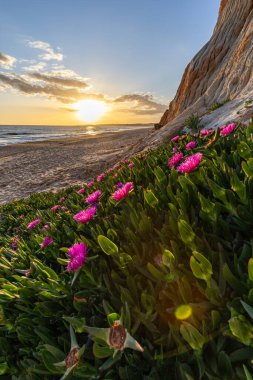 Atlantik Okyanusu 'ndaki kayalıklar. Mor çiçeklerle çekilen bir manzarada sıcak gün batımı - Carpobrotus asinaciforis. Praia da Falsia plajı, Algarve, Portekiz 'de çarpıcı oluşumlara sahip kızıl kayalıklar.