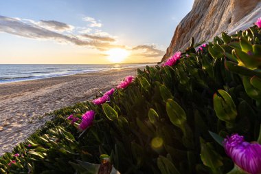 Atlantik Okyanusu 'ndaki kayalıklar. Mor çiçeklerle çekilen bir manzarada sıcak gün batımı - Carpobrotus asinaciforis. Praia da Falsia plajı, Algarve, Portekiz 'de çarpıcı oluşumlara sahip kızıl kayalıklar.