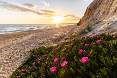Atlantik Okyanusu 'ndaki kayalıklar. Mor çiçeklerle çekilen bir manzarada sıcak gün batımı - Carpobrotus asinaciforis. Praia da Falsia plajı, Algarve, Portekiz 'de çarpıcı oluşumlara sahip kızıl kayalıklar.