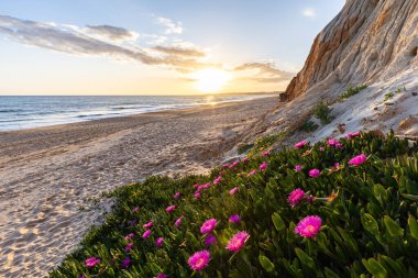 Atlantik Okyanusu 'ndaki kayalıklar. Mor çiçeklerle çekilen bir manzarada sıcak gün batımı - Carpobrotus asinaciforis. Praia da Falsia plajı, Algarve, Portekiz 'de çarpıcı oluşumlara sahip kızıl kayalıklar.