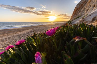 Atlantik Okyanusu 'ndaki kayalıklar. Mor çiçeklerle çekilen bir manzarada sıcak gün batımı - Carpobrotus asinaciforis. Praia da Falsia plajı, Algarve, Portekiz 'de çarpıcı oluşumlara sahip kızıl kayalıklar.