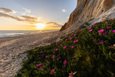 Atlantik Okyanusu 'ndaki kayalıklar. Mor çiçeklerle çekilen bir manzarada sıcak gün batımı - Carpobrotus asinaciforis. Praia da Falsia plajı, Algarve, Portekiz 'de çarpıcı oluşumlara sahip kızıl kayalıklar.