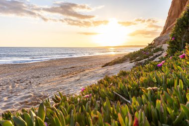Atlantik Okyanusu 'ndaki kayalıklar. Mor çiçeklerle çekilen bir manzarada sıcak gün batımı - Carpobrotus asinaciforis. Praia da Falsia plajı, Algarve, Portekiz 'de çarpıcı oluşumlara sahip kızıl kayalıklar.
