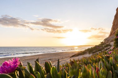 Atlantik Okyanusu 'ndaki kayalıklar. Mor çiçeklerle çekilen bir manzarada sıcak gün batımı - Carpobrotus asinaciforis. Praia da Falsia plajı, Algarve, Portekiz 'de çarpıcı oluşumlara sahip kızıl kayalıklar.