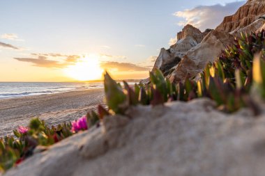 Atlantik Okyanusu 'ndaki kayalıklar. Mor çiçeklerle çekilen bir manzarada sıcak gün batımı - Carpobrotus asinaciforis. Praia da Falsia plajı, Algarve, Portekiz 'de çarpıcı oluşumlara sahip kızıl kayalıklar.