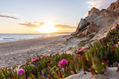 Atlantik Okyanusu 'ndaki kayalıklar. Mor çiçeklerle çekilen bir manzarada sıcak gün batımı - Carpobrotus asinaciforis. Praia da Falsia plajı, Algarve, Portekiz 'de çarpıcı oluşumlara sahip kızıl kayalıklar.
