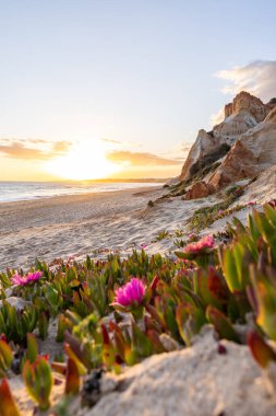 Atlantik Okyanusu 'ndaki kayalıklar. Mor çiçeklerle çekilen bir manzarada sıcak gün batımı - Carpobrotus asinaciforis. Praia da Falsia plajı, Algarve, Portekiz 'de çarpıcı oluşumlara sahip kızıl kayalıklar.