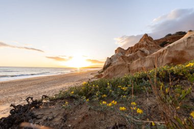 Atlantik Okyanusu 'ndaki kayalıklar. Sarı çiçekli, Medicango marinalı bir manzarada ılık bir gün batımı. Praia da Falsia plajı, Algarve, Portekiz 'de çarpıcı oluşumlara sahip kızıl kayalıklar.