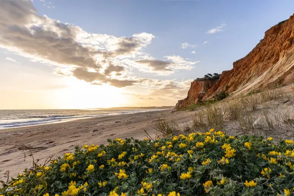 Atlantik Okyanusu 'ndaki kayalıklar. Sarı çiçekli, Medicango marinalı bir manzarada ılık bir gün batımı. Praia da Falsia plajı, Algarve, Portekiz 'de çarpıcı oluşumlara sahip kızıl kayalıklar.