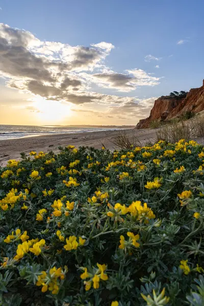 Atlantik Okyanusu 'ndaki kayalıklar. Sarı çiçekli, Medicango marinalı bir manzarada ılık bir gün batımı. Praia da Falsia plajı, Algarve, Portekiz 'de çarpıcı oluşumlara sahip kızıl kayalıklar.