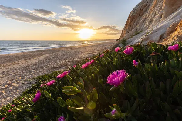 Atlantik Okyanusu 'ndaki kayalıklar. Mor çiçeklerle çekilen bir manzarada sıcak gün batımı - Carpobrotus asinaciforis. Praia da Falsia plajı, Algarve, Portekiz 'de çarpıcı oluşumlara sahip kızıl kayalıklar.