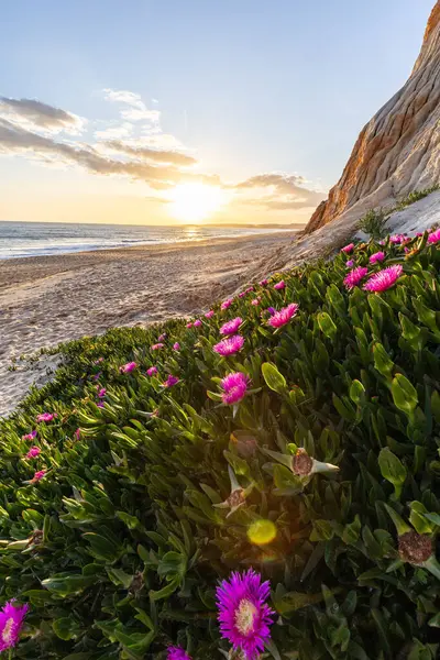 Atlantik Okyanusu 'ndaki kayalıklar. Mor çiçeklerle çekilen bir manzarada sıcak gün batımı - Carpobrotus asinaciforis. Praia da Falsia plajı, Algarve, Portekiz 'de çarpıcı oluşumlara sahip kızıl kayalıklar.
