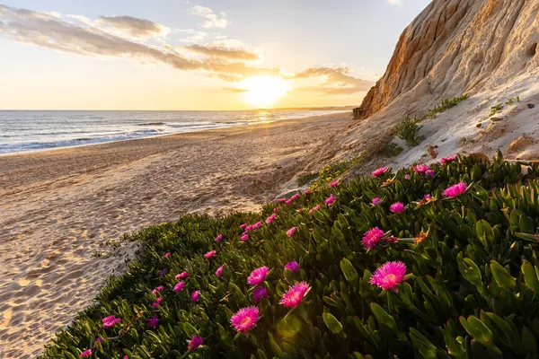 Atlantik Okyanusu 'ndaki kayalıklar. Mor çiçeklerle çekilen bir manzarada sıcak gün batımı - Carpobrotus asinaciforis. Praia da Falsia plajı, Algarve, Portekiz 'de çarpıcı oluşumlara sahip kızıl kayalıklar.