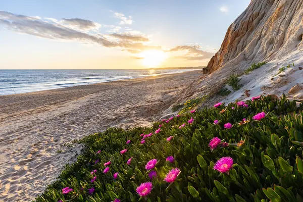 Atlantik Okyanusu 'ndaki kayalıklar. Mor çiçeklerle çekilen bir manzarada sıcak gün batımı - Carpobrotus asinaciforis. Praia da Falsia plajı, Algarve, Portekiz 'de çarpıcı oluşumlara sahip kızıl kayalıklar.