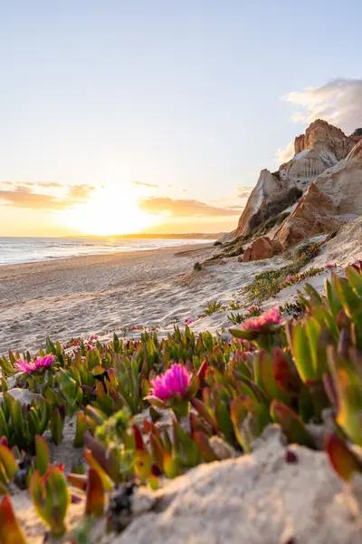 Atlantik Okyanusu 'ndaki kayalıklar. Mor çiçeklerle çekilen bir manzarada sıcak gün batımı - Carpobrotus asinaciforis. Praia da Falsia plajı, Algarve, Portekiz 'de çarpıcı oluşumlara sahip kızıl kayalıklar.
