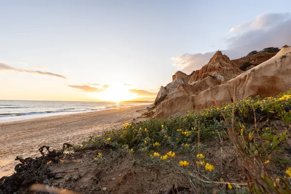 Atlantik Okyanusu 'ndaki kayalıklar. Sarı çiçekli, Medicango marinalı bir manzarada ılık bir gün batımı. Praia da Falsia plajı, Algarve, Portekiz 'de çarpıcı oluşumlara sahip kızıl kayalıklar.