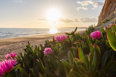 Atlantik Okyanusu 'ndaki kayalıklar. Mor çiçeklerle çekilen bir manzarada sıcak gün batımı - Carpobrotus asinaciforis. Praia da Falsia plajı, Algarve, Portekiz 'de çarpıcı oluşumlara sahip kızıl kayalıklar.