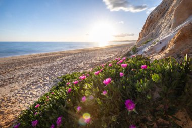 Atlantik Okyanusu 'ndaki kayalıklar. Mor çiçeklerle çekilen bir manzarada sıcak gün batımı - Carpobrotus asinaciforis. Praia da Falsia plajı, Algarve, Portekiz 'de çarpıcı oluşumlara sahip kızıl kayalıklar.