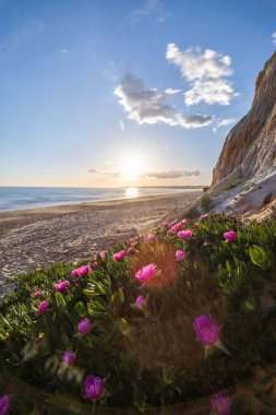 Atlantik Okyanusu 'ndaki kayalıklar. Mor çiçeklerle çekilen bir manzarada sıcak gün batımı - Carpobrotus asinaciforis. Praia da Falsia plajı, Algarve, Portekiz 'de çarpıcı oluşumlara sahip kızıl kayalıklar.
