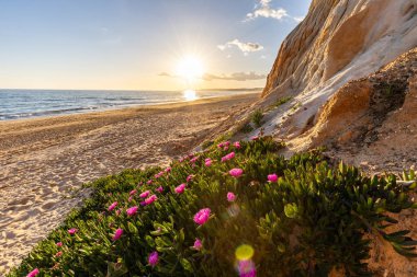 Atlantik Okyanusu 'ndaki kayalıklar. Mor çiçeklerle çekilen bir manzarada sıcak gün batımı - Carpobrotus asinaciforis. Praia da Falsia plajı, Algarve, Portekiz 'de çarpıcı oluşumlara sahip kızıl kayalıklar.