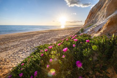 Atlantik Okyanusu 'ndaki kayalıklar. Mor çiçeklerle çekilen bir manzarada sıcak gün batımı - Carpobrotus asinaciforis. Praia da Falsia plajı, Algarve, Portekiz 'de çarpıcı oluşumlara sahip kızıl kayalıklar.