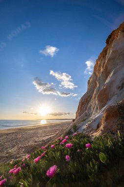 Atlantik Okyanusu 'ndaki kayalıklar. Mor çiçeklerle çekilen bir manzarada sıcak gün batımı - Carpobrotus asinaciforis. Praia da Falsia plajı, Algarve, Portekiz 'de çarpıcı oluşumlara sahip kızıl kayalıklar.