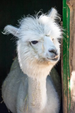 Hayvanat bahçesinde komik, tüylü, beyaz bir alpaka bir şeyler çiğneyip komik suratlar yapıyor. Siofok Hayvanat bahçesi, Balatun, Macaristan