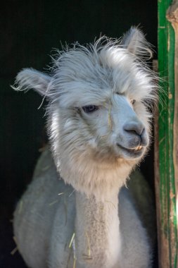 Hayvanat bahçesinde komik, tüylü, beyaz bir alpaka bir şeyler çiğneyip komik suratlar yapıyor. Siofok Hayvanat bahçesi, Balatun, Macaristan