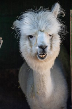 Hayvanat bahçesinde komik, tüylü, beyaz bir alpaka bir şeyler çiğneyip komik suratlar yapıyor. Siofok Hayvanat bahçesi, Balatun, Macaristan