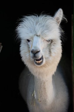 Hayvanat bahçesinde komik, tüylü, beyaz bir alpaka bir şeyler çiğneyip komik suratlar yapıyor. Siofok Hayvanat bahçesi, Balatun, Macaristan