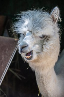 Hayvanat bahçesinde komik, tüylü, beyaz bir alpaka bir şeyler çiğneyip komik suratlar yapıyor. Siofok Hayvanat bahçesi, Balatun, Macaristan