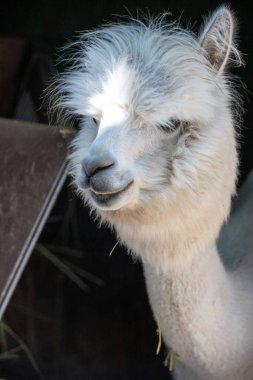 Hayvanat bahçesinde komik, tüylü, beyaz bir alpaka bir şeyler çiğneyip komik suratlar yapıyor. Siofok Hayvanat bahçesi, Balatun, Macaristan