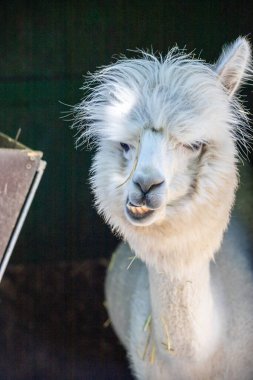 Hayvanat bahçesinde komik, tüylü, beyaz bir alpaka bir şeyler çiğneyip komik suratlar yapıyor. Siofok Hayvanat bahçesi, Balatun, Macaristan