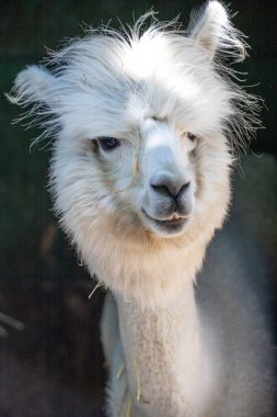 Hayvanat bahçesinde komik, tüylü, beyaz bir alpaka bir şeyler çiğneyip komik suratlar yapıyor. Siofok Hayvanat bahçesi, Balatun, Macaristan