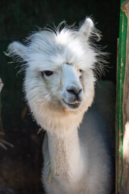 Hayvanat bahçesinde komik, tüylü, beyaz bir alpaka bir şeyler çiğneyip komik suratlar yapıyor. Siofok Hayvanat bahçesi, Balatun, Macaristan